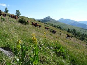 Hautes Terres Communauté : troupeaux de Salers